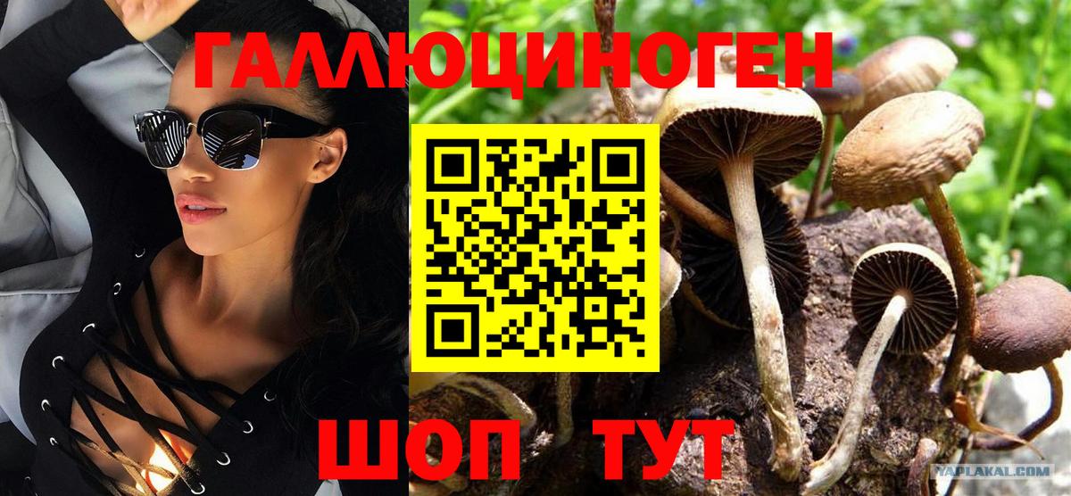 Псилоцибиновые грибы Cubensis  Галлюциногенные грибы прущие грибы  Отрадное 